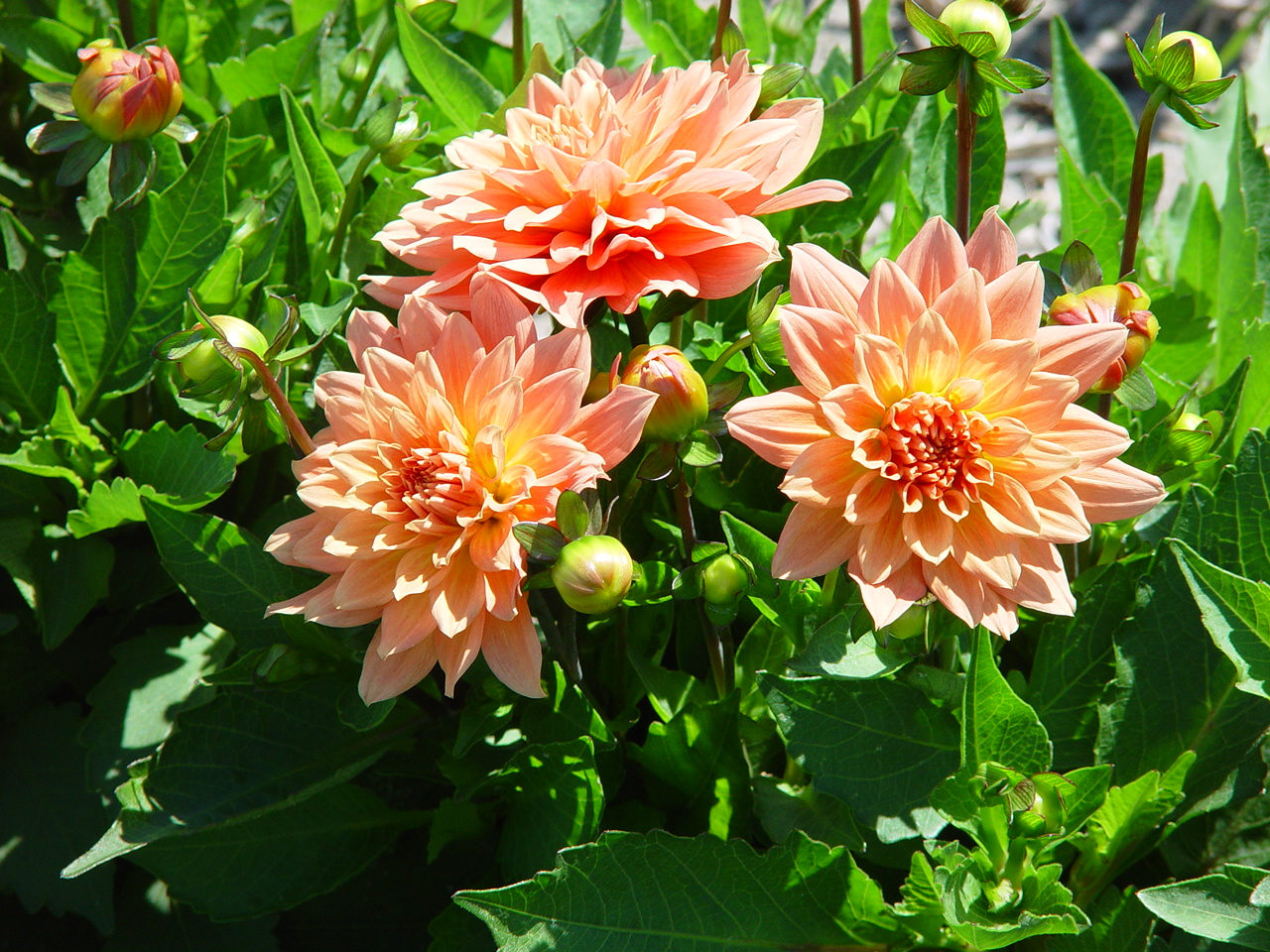 Dahlia 'Vincent'